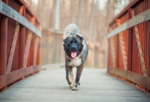 caucasian-shepherd-dog-6154868_1920 caucasian-shepherd-dog-6154868_1920