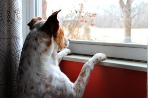 dog-658206_1920 dog-658206_1920