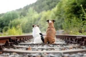 dogs-5813526_1920 dogs-5813526_1920